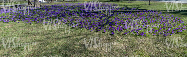 lawn in spring with blooming crocuses