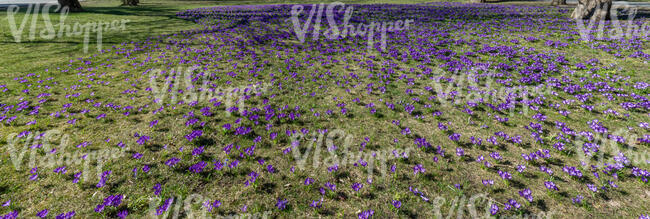 grass in spring with blooming crocuses