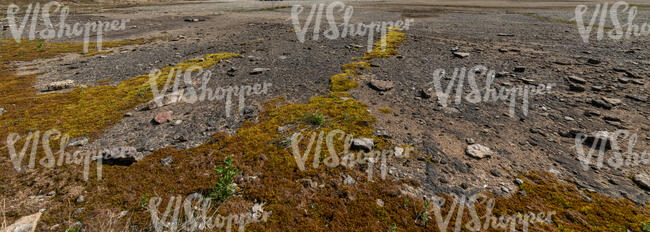 mossy ground of gravel