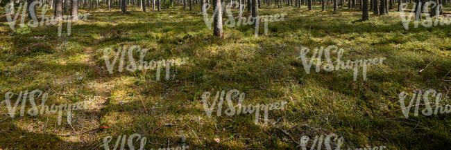 forest ground with tree shadows