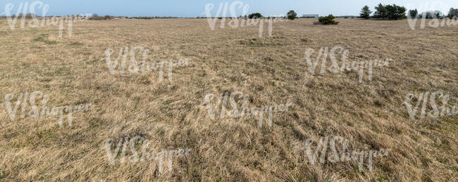 hay field in spring