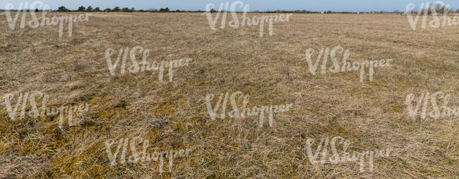 dry grassland in spring