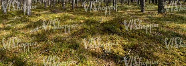 forest ground on a sunny day