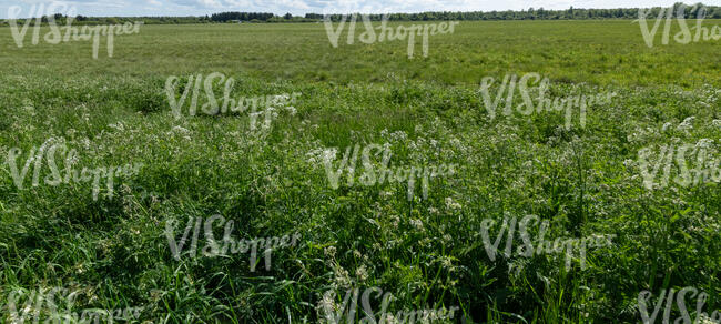 green meadow in spring