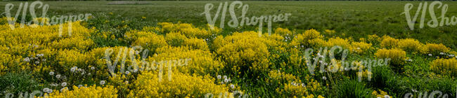 meadow with rapeseed and green plants