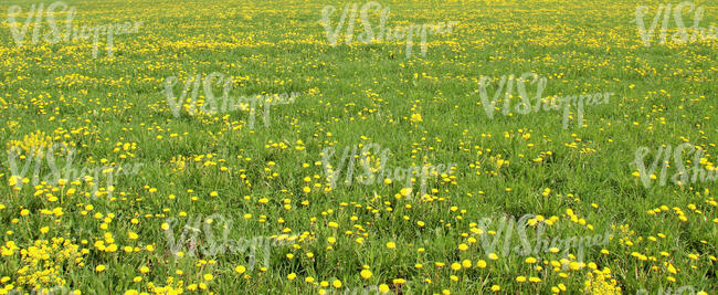 field of blooming daffodils