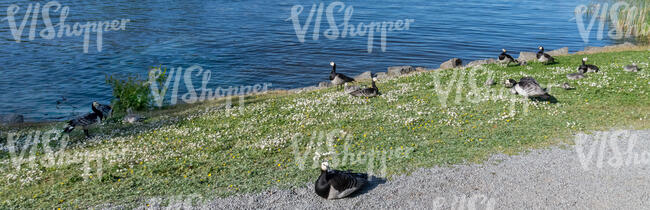 lake shore with birds