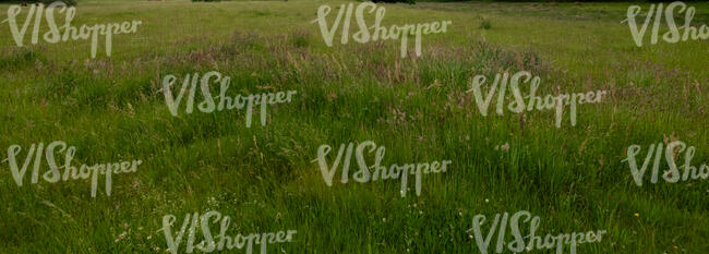 tall grass