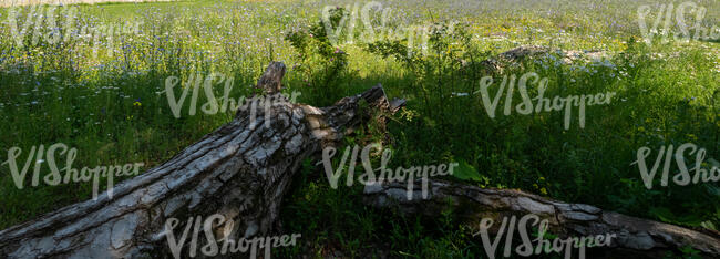 grass with an old tree trunk