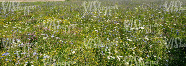 beautiful meadow with different coloured flowers