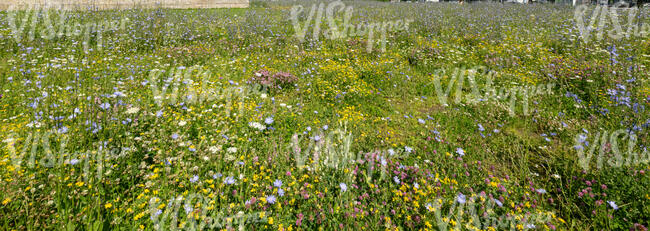 beautiful wild meadow