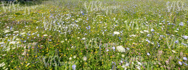beautiful meadow with white and blue flowers