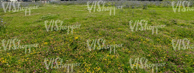 wild grass with different flowers and plants