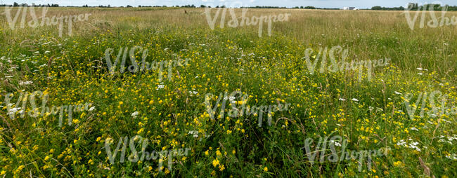 wild meadow