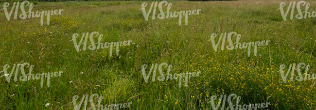 wild grass