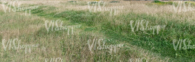 wild grass field