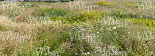 wild grass meadow
