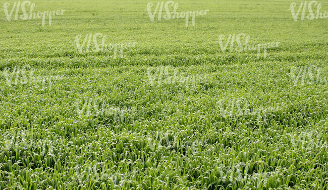 agricultaral field of grass