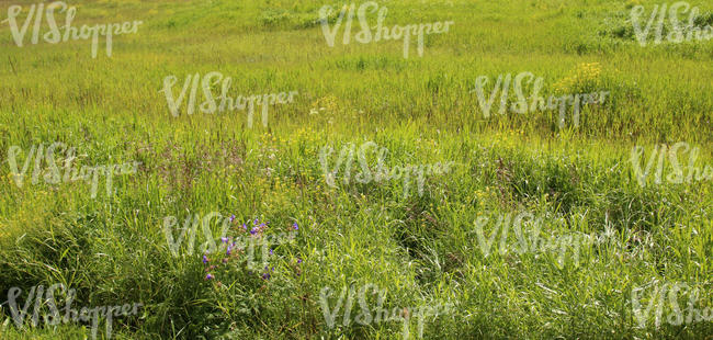 grassland with flowers