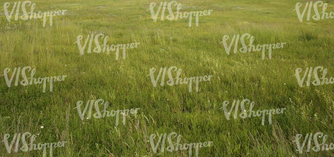 tall green grass