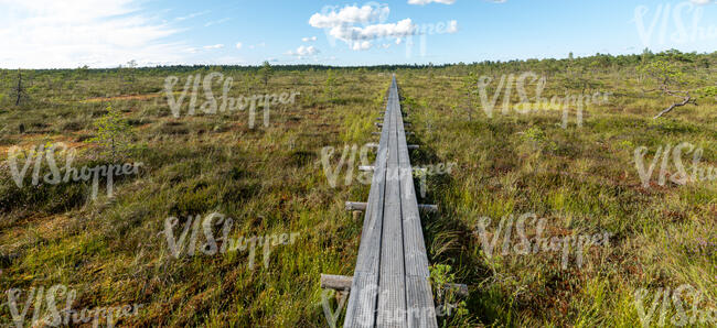 boardwalk in bog