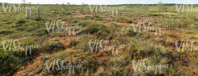 bog in late summer