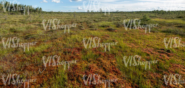 bog ground in late summer