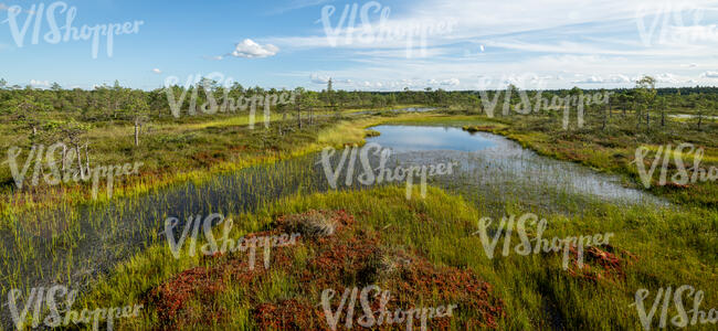 bog with a small lake