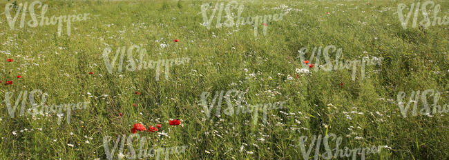 meadow with poppies