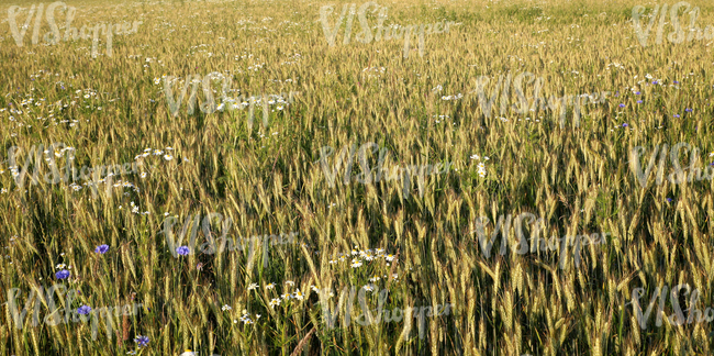 crop field