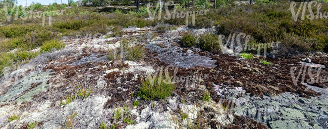 rocky ground in a forest