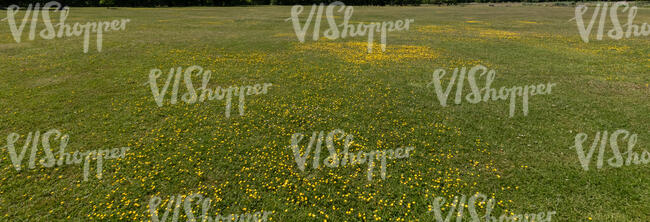 large area of a lawn with many buttercups