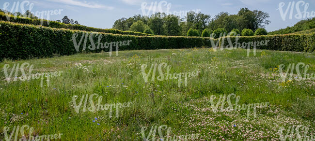 area of a flower meadow