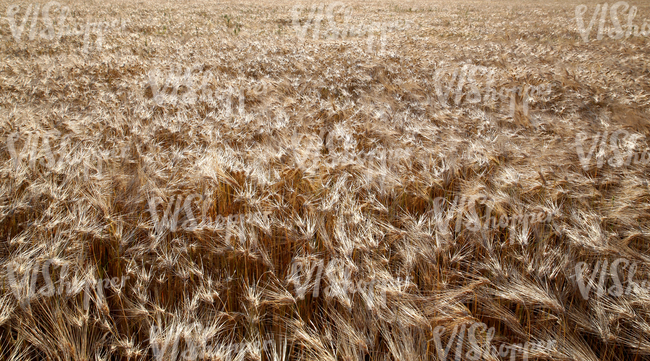 crop field