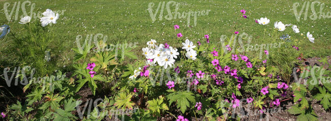 flowerbed with blooming flowers