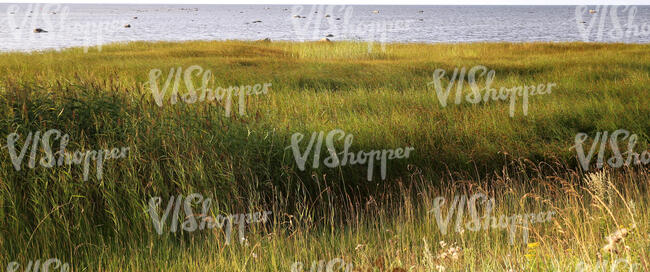 grassland by a seaside