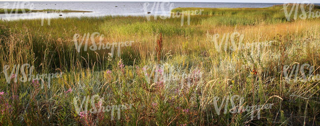 seaside grassy ground