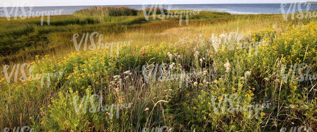 seaside grassland