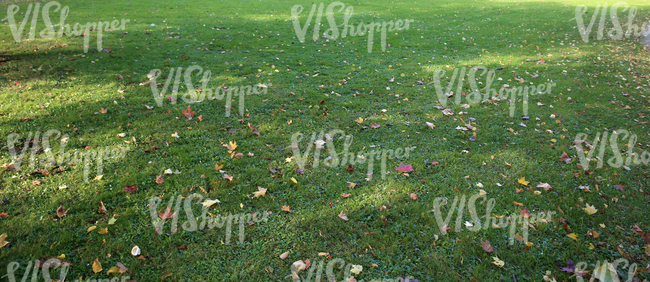 grass ground with autumn leaves