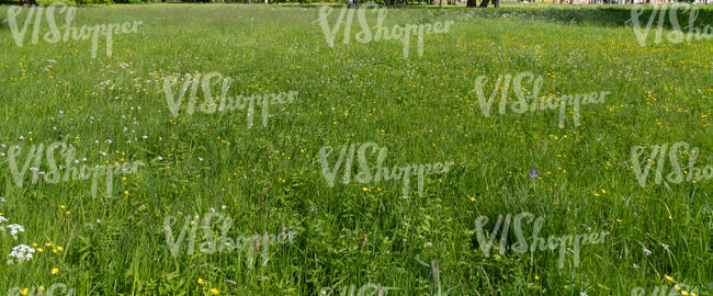green grass in spring