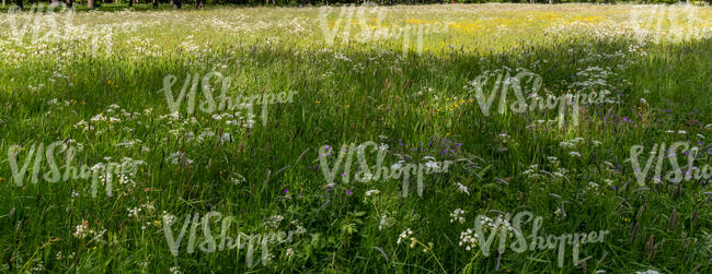 tall grass in spring with a large shadow