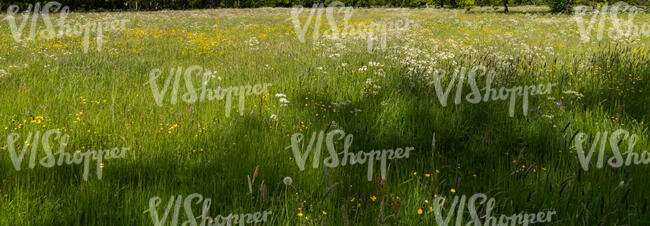 tall green grass in spring with a tree shadow