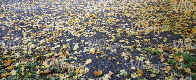asphalt ground covered with leaves