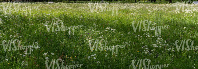 tall grass with tree shadows