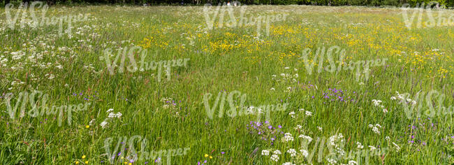 green grass with flowers in spring