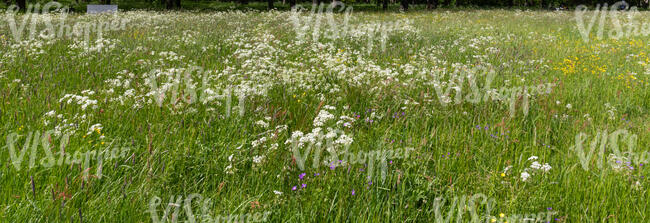 wild tall grass in spring