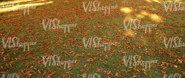 field of grass covered with autumn leaves 