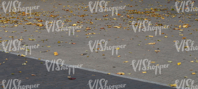 pavement covered with autumn leaves