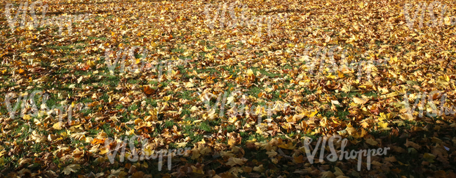 autumn ground