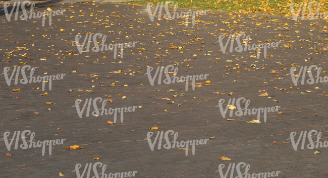 paved ground with autumn leaves